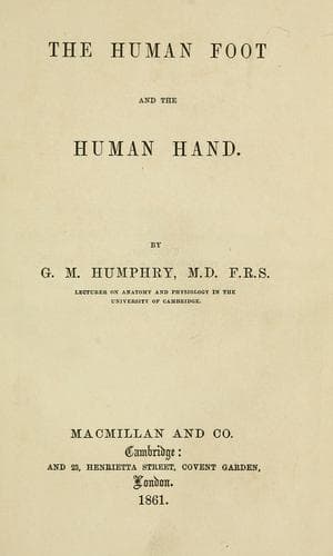 The human foot and the human hand