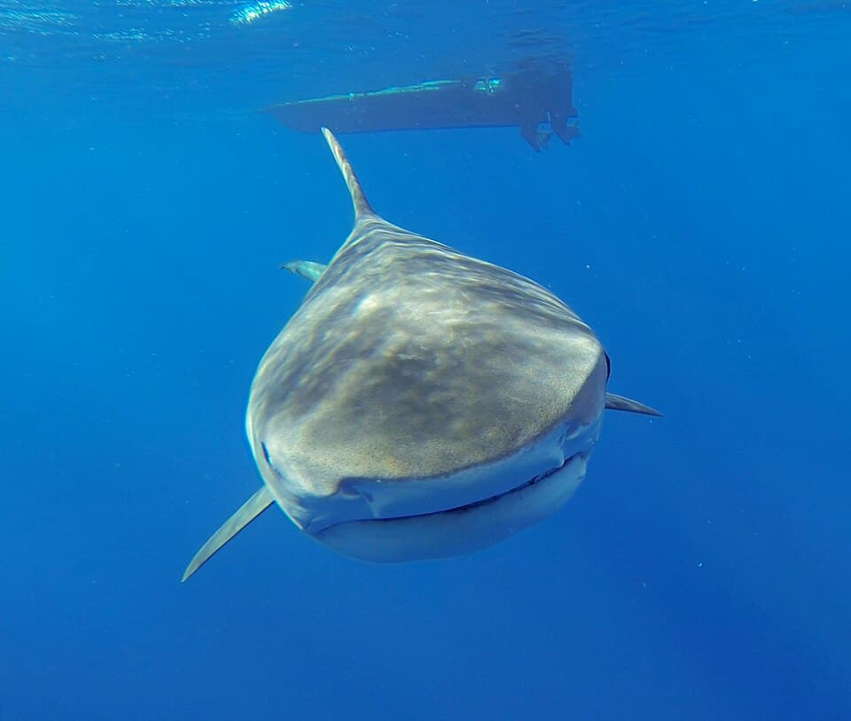 Aumakua