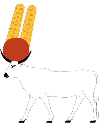 Buchis