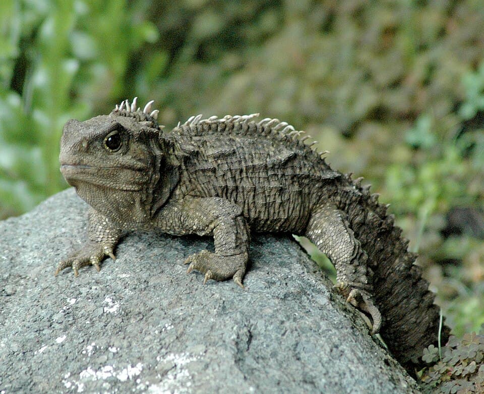 Tū-te-wehiwehi
