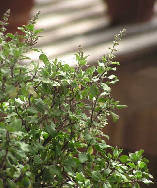 Tulasi in Hinduism